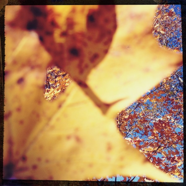 autumn leaves in North Canton Ohio