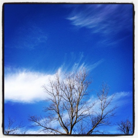 blue sky with bare tree in ohio
