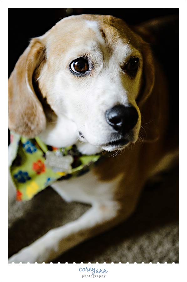 newborn baby session in north canton ohio (4)