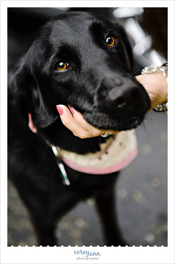 Jenny & John's Wedding bride's dog