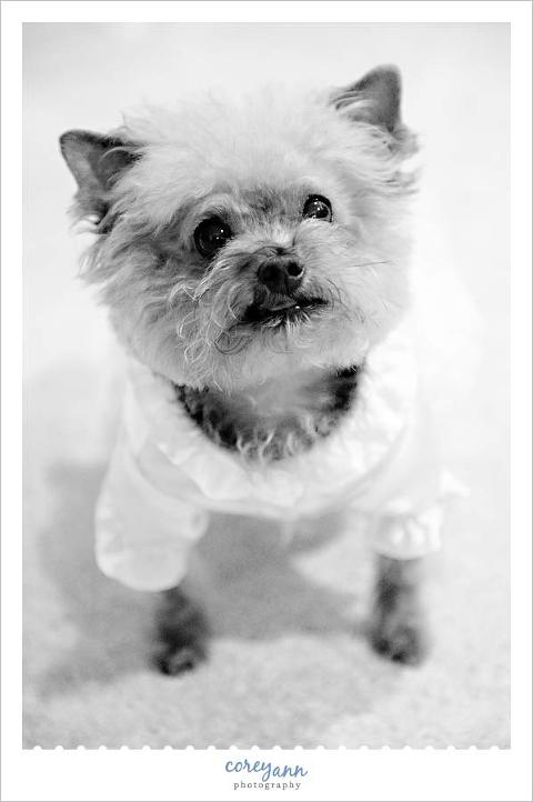 dog dressed up as a bride on a wedding day