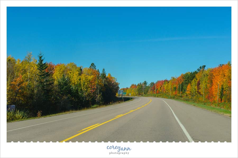 Leaves in New Brunswick