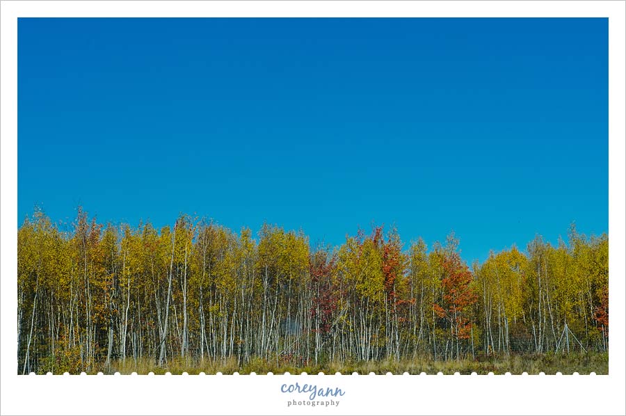 Leaves in New Brunswick
