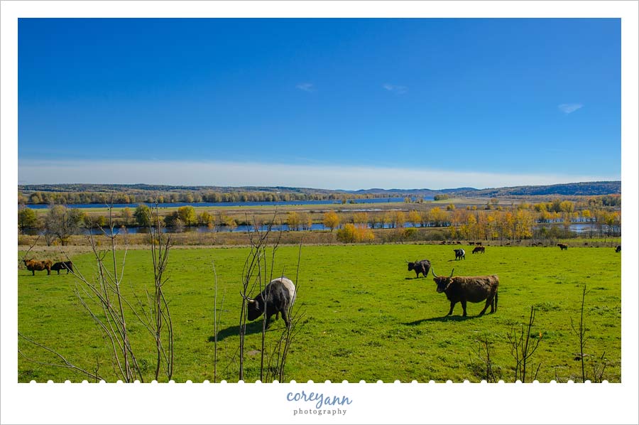 cows along the st james river in new brunswick