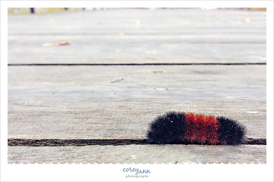 Wooly Bear Wooly Bear caterpillar