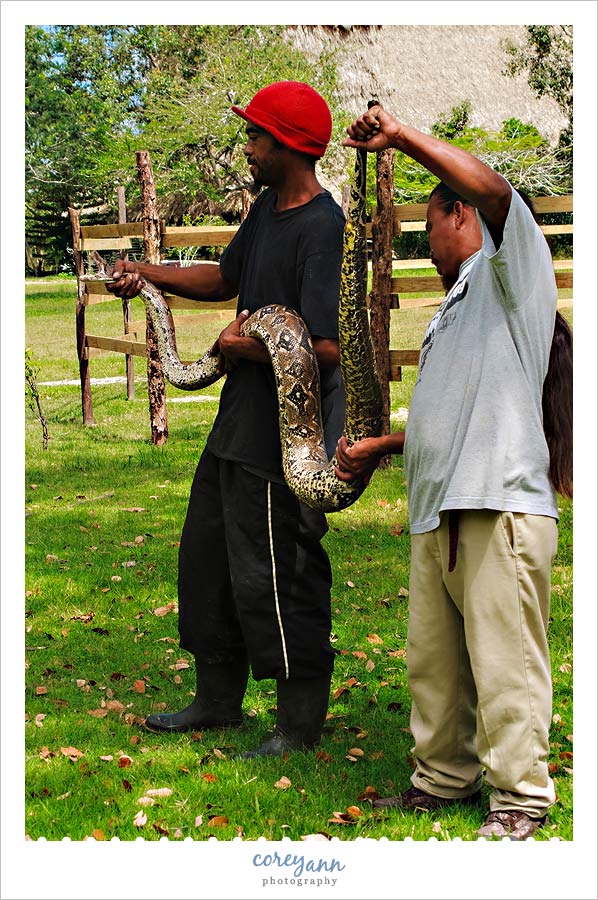 boa constrictor in belize