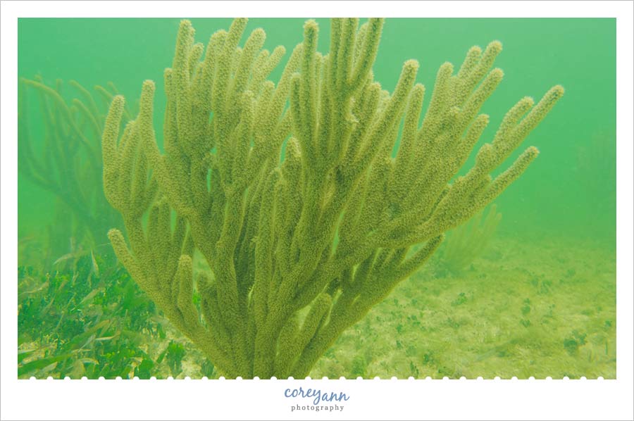 snorkeling in maya chan in costa maya