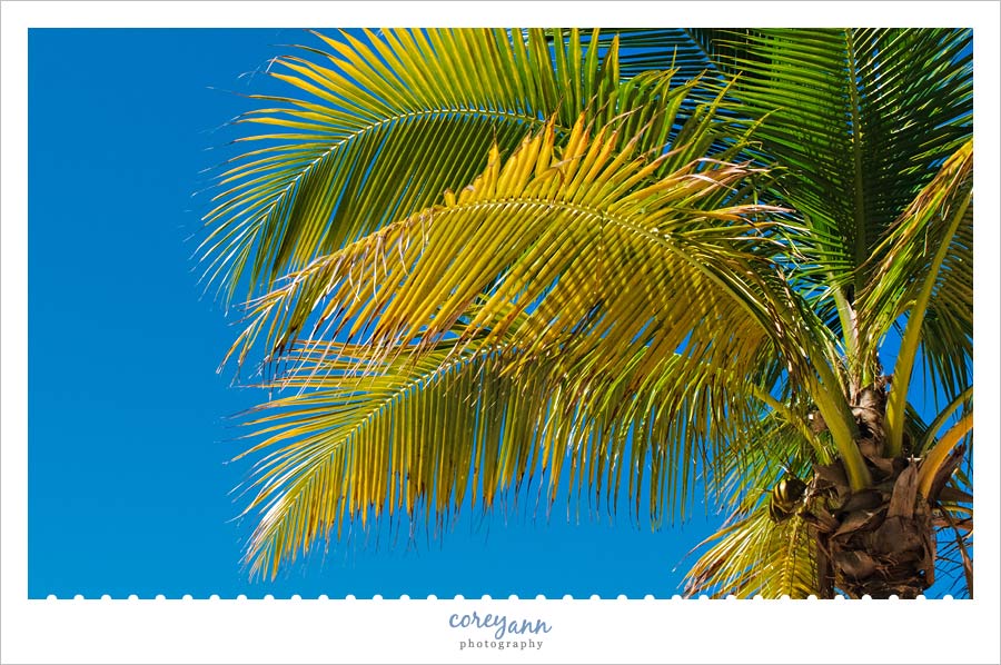 palm tree in roatan honduras