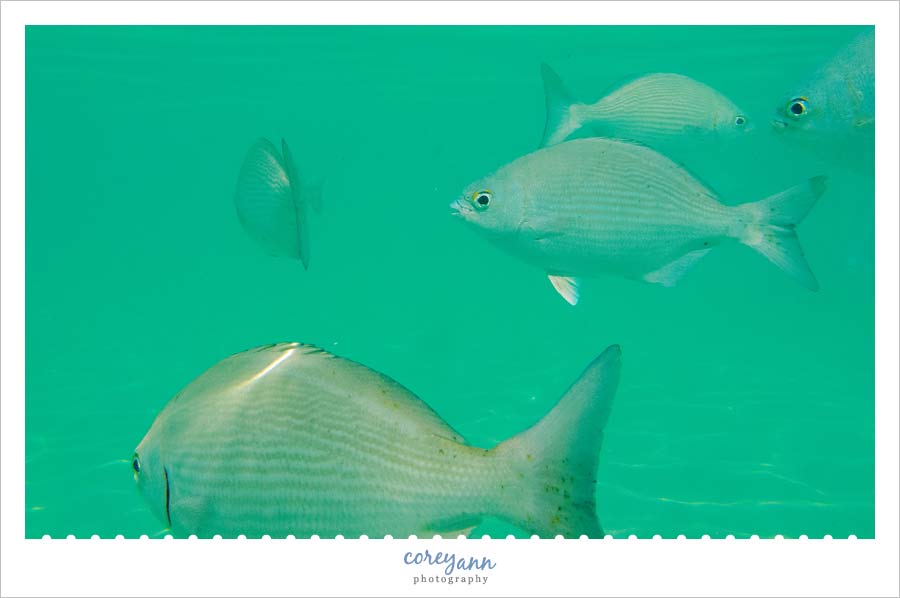 snorkeling at tabyana in roatan