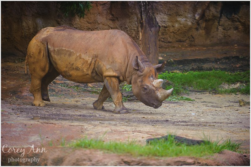 disneyanimalkingdom_0002