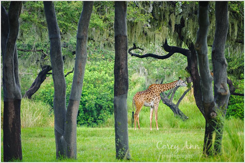 disneyanimalkingdom_0003
