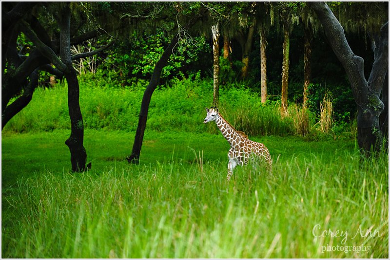 disneyanimalkingdom_0004