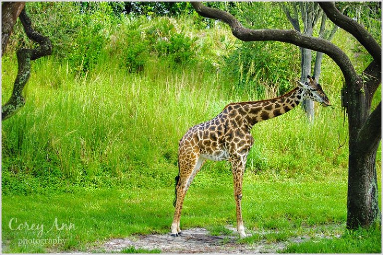 disneyanimalkingdom_0005