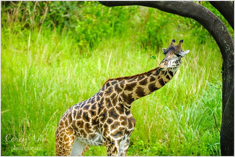 disneyanimalkingdom_0006