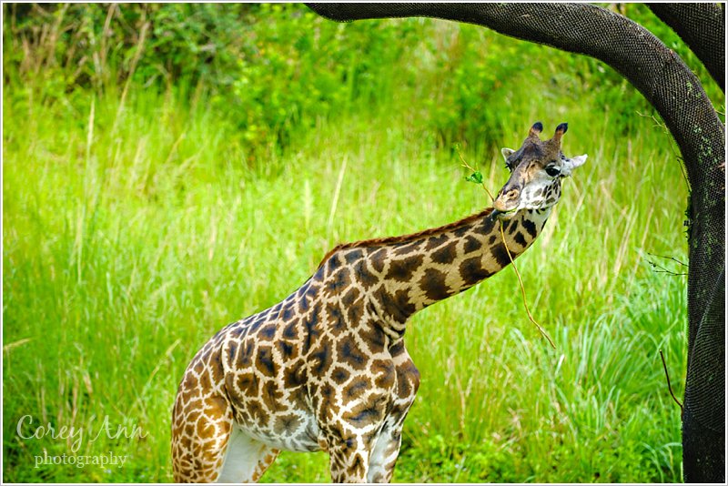 disneyanimalkingdom_0006