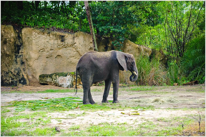 disneyanimalkingdom_0007