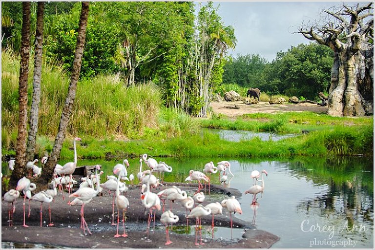disneyanimalkingdom_0008