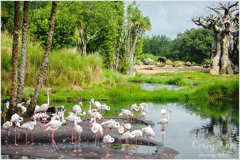 disneyanimalkingdom_0008