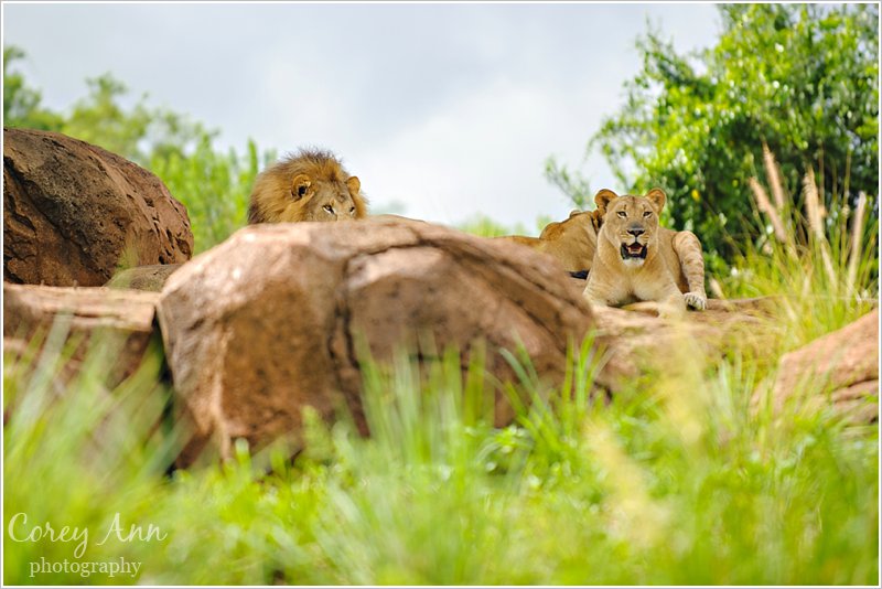 disneyanimalkingdom_0009