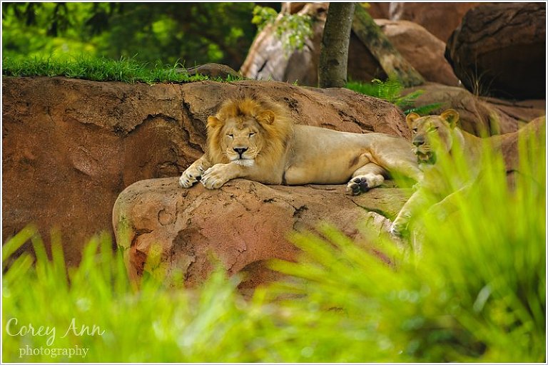 disneyanimalkingdom_0010