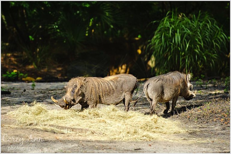 disneyanimalkingdom_0011