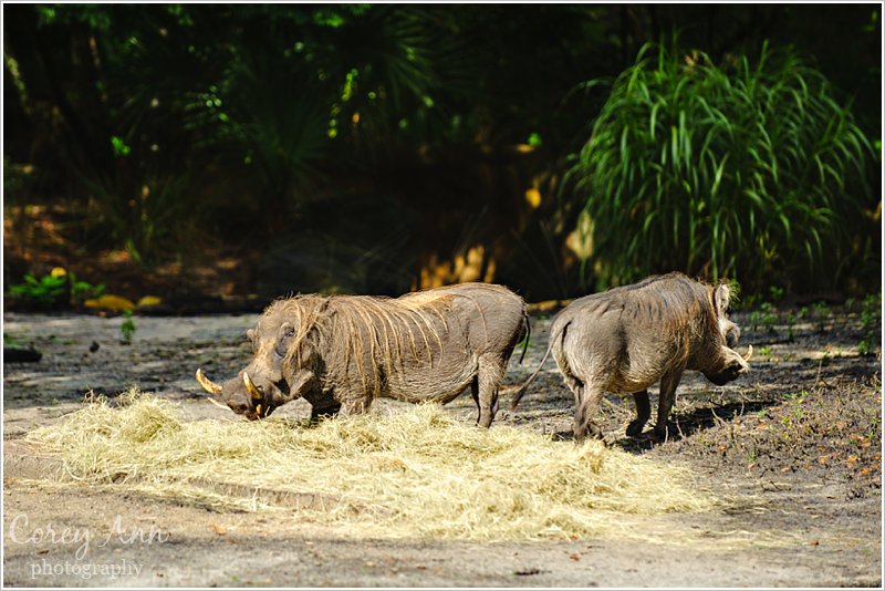 disneyanimalkingdom_0011