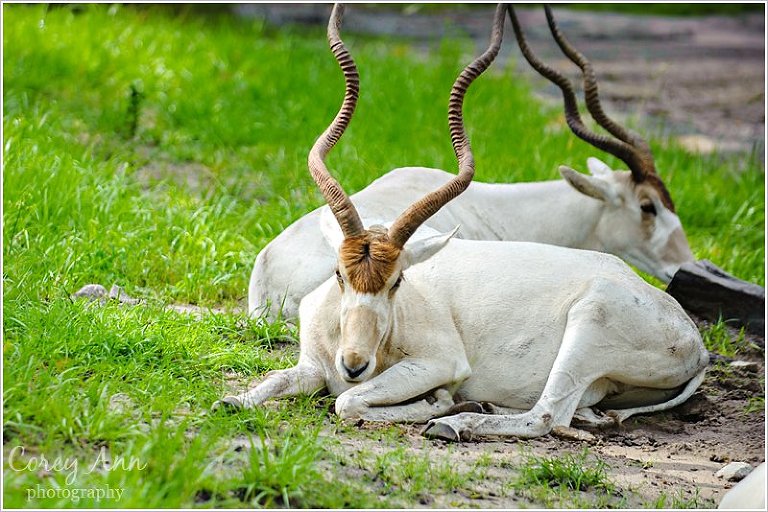 disneyanimalkingdom_0012