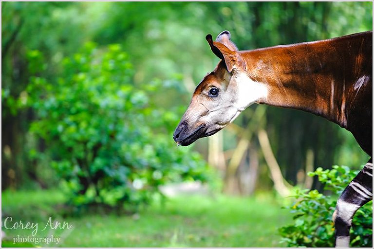 disneyanimalkingdom_0013