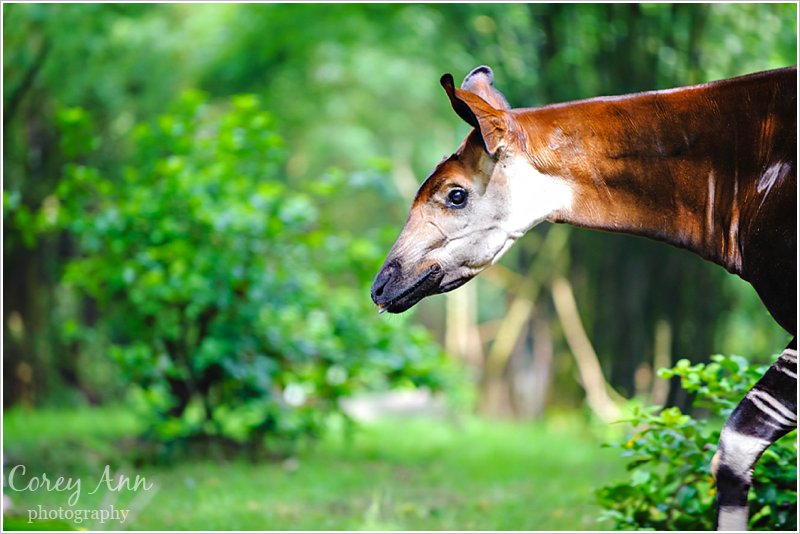 disneyanimalkingdom_0013