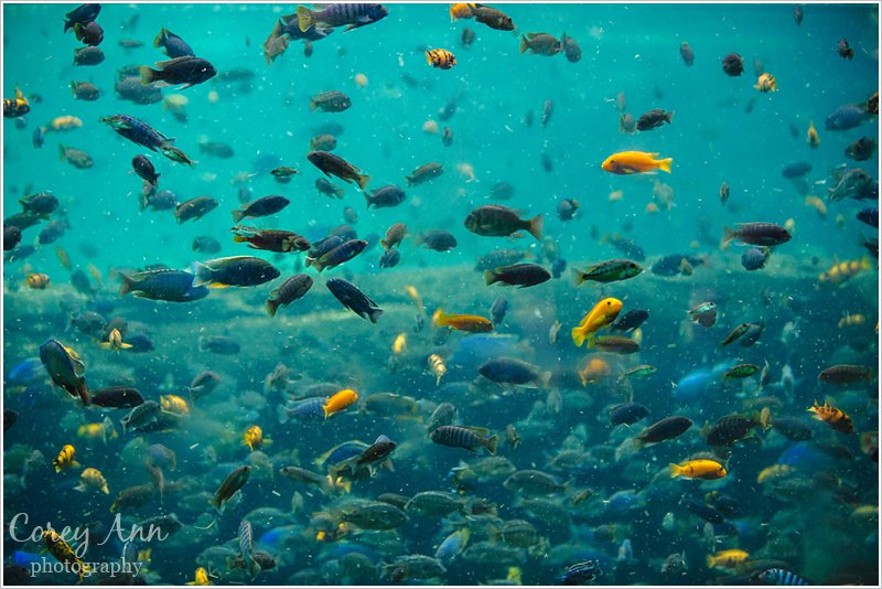 disneyanimalkingdom_0014