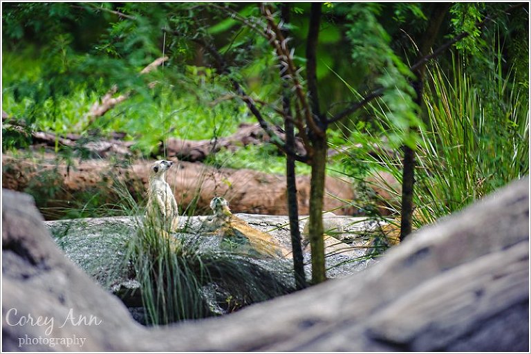 disneyanimalkingdom_0015