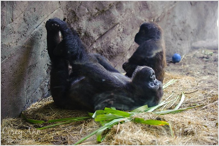 disneyanimalkingdom_0016