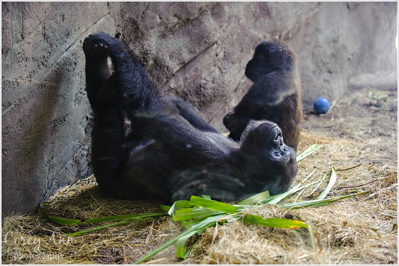 disneyanimalkingdom_0016