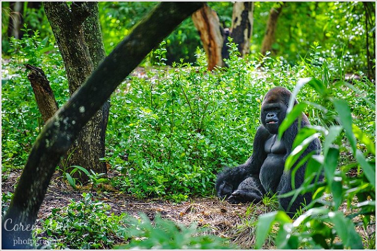 disneyanimalkingdom_0017