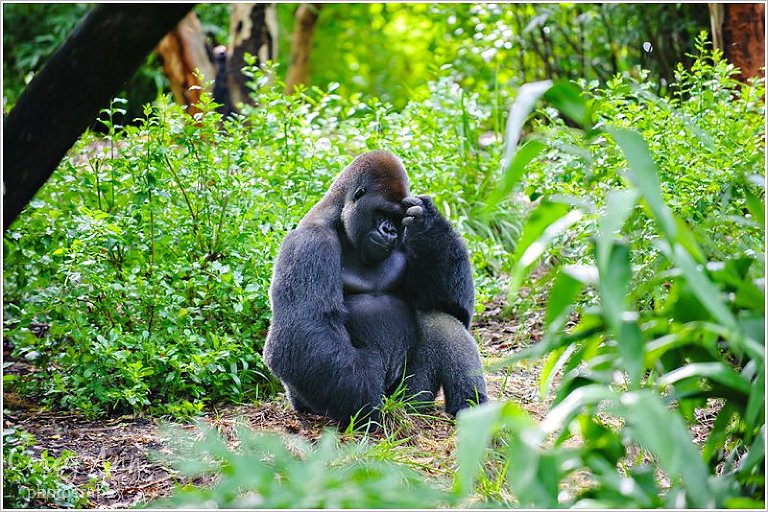 disneyanimalkingdom_0019