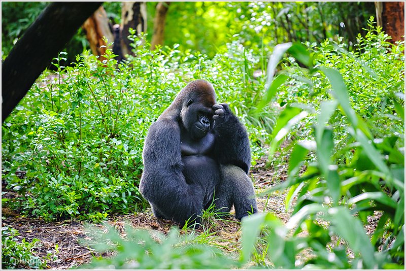 disneyanimalkingdom_0019