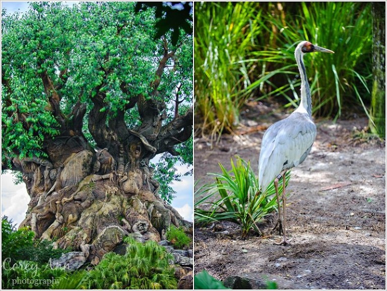 disneyanimalkingdom_0020