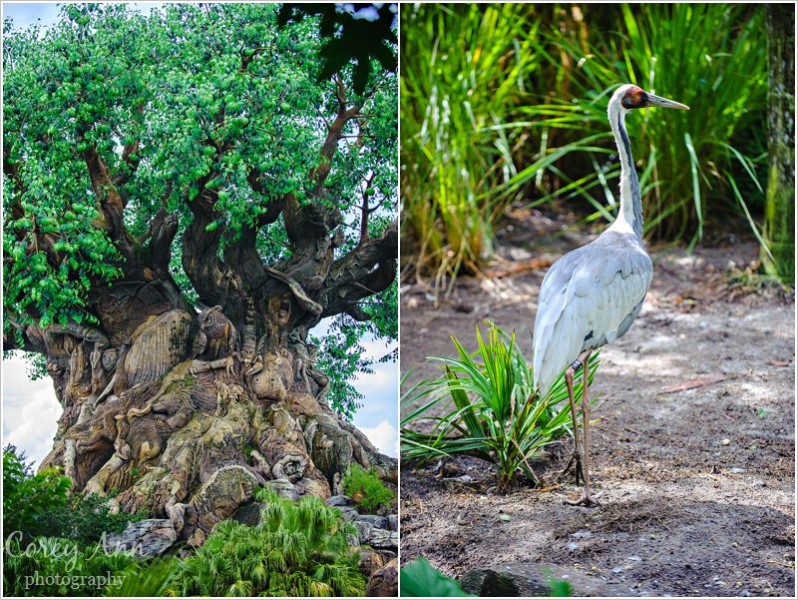 disneyanimalkingdom_0020