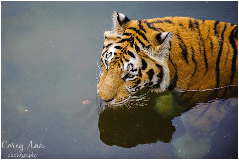 Disney’s Animal Kingdom