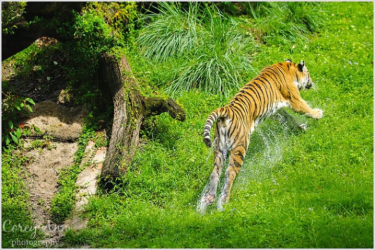 disneyanimalkingdom_0022