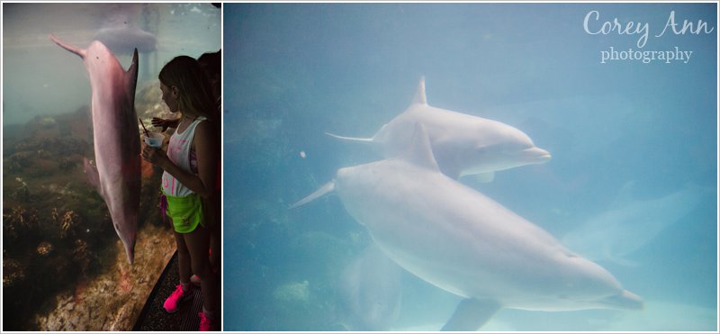 SeaWorldOrlando_0005