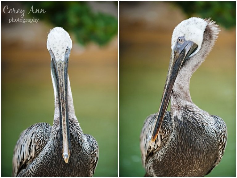 SeaWorldOrlando_0006