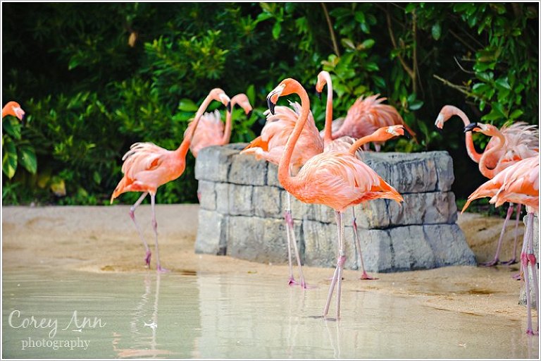 SeaWorldOrlando_0007