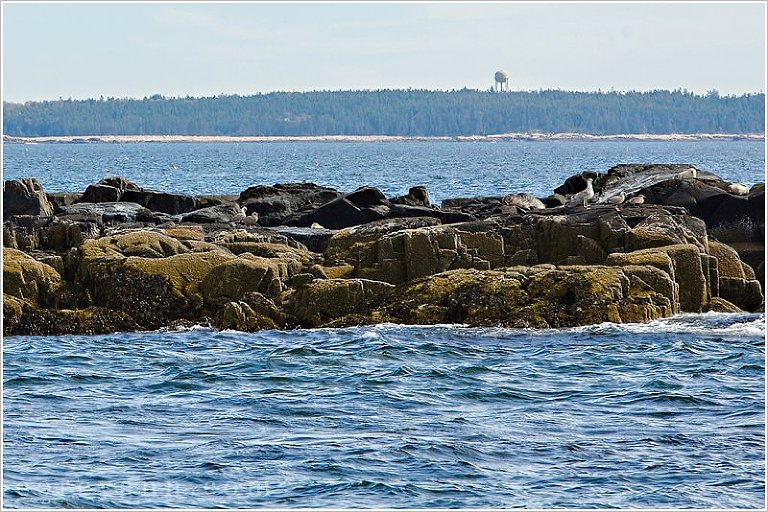 seals on rocks at egg rock lighthouse