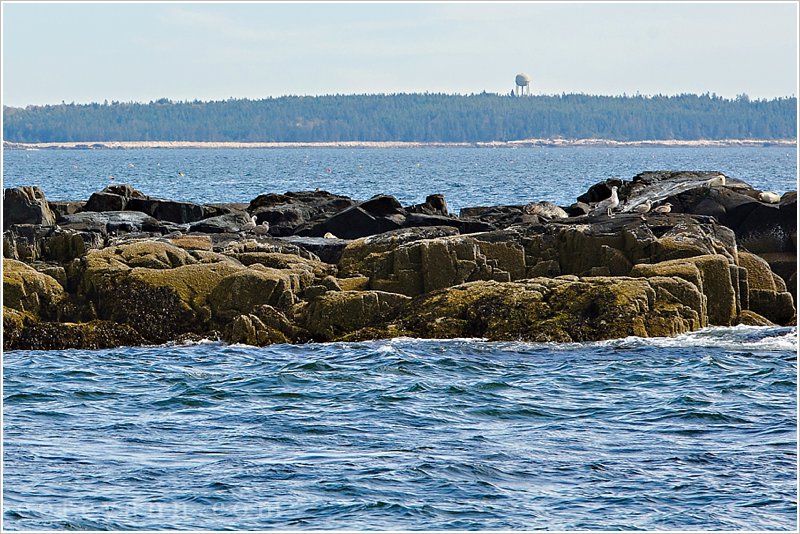 seals on rocks at egg rock lighthouse