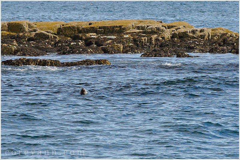 seal in the atlantic ocean