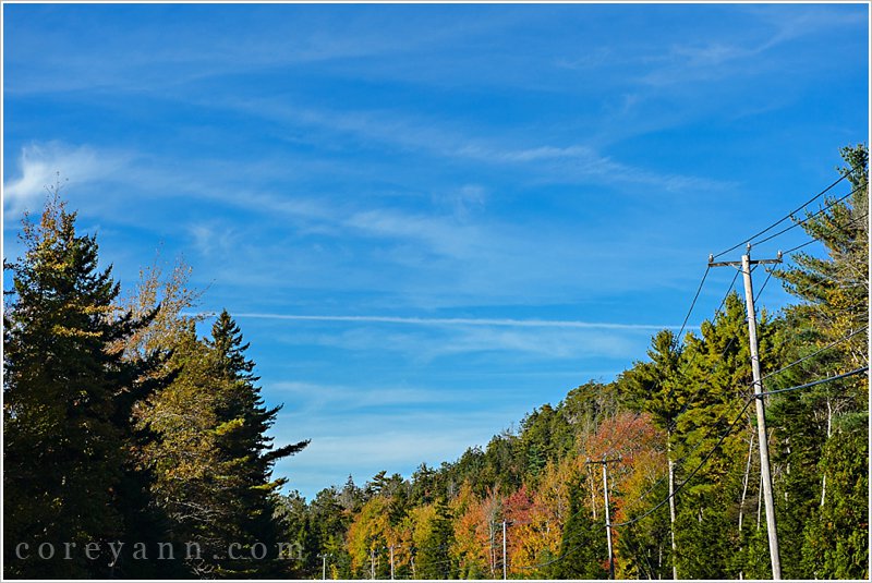 leaves in acadia national park in mid october