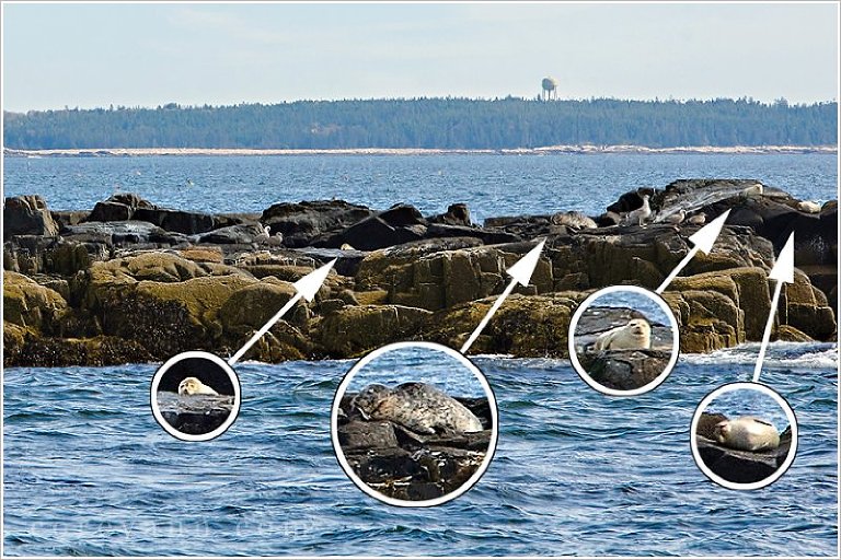 seals in maine during october