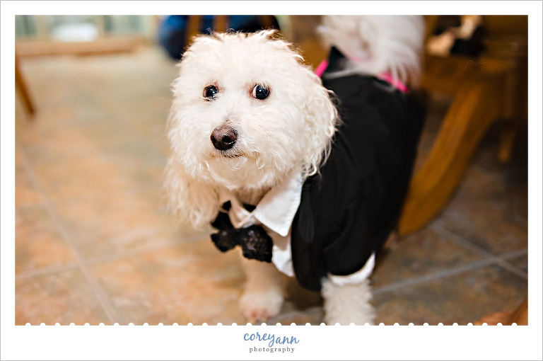 dog dressed up in tux for wedding day