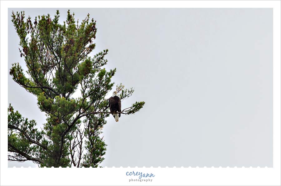 bald-eagle-bath-maine